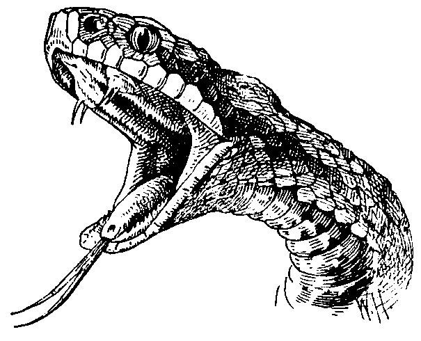 2 Cobra, Desenho por Péchane
